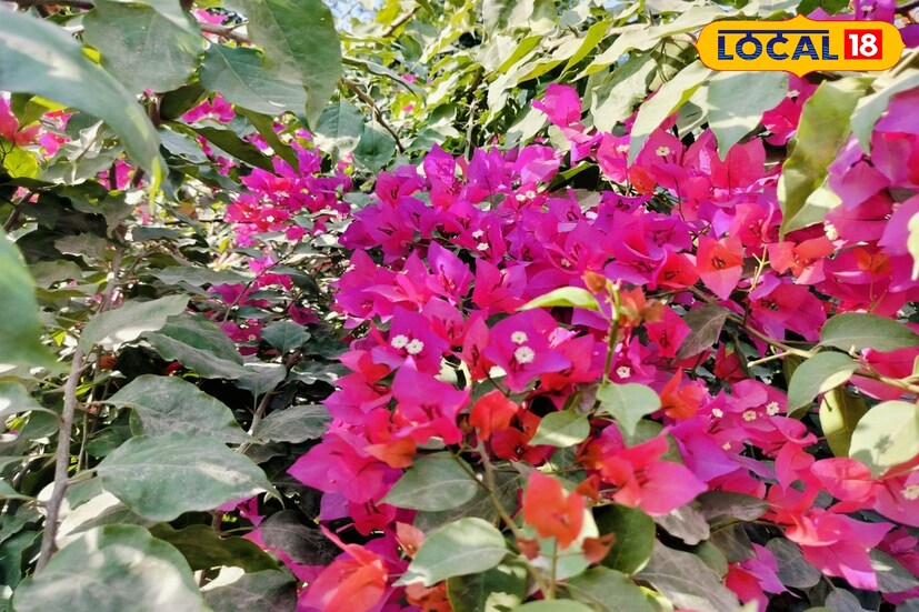 কড়া রোদের মধ্যে এই গাছ রাখা ভাল।এই গাছ রোদ পছন্দ করে। এইটুকু যত্ন করলেই শীতকাল এবং গ্রীষ্মকাল জুড়ে কাগজ ফুল গাছে ভর্তি ফুল দেখতে পাওয়া যায়।