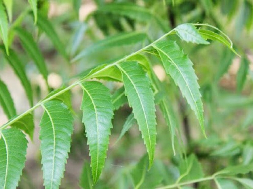 কারণ তাতে শরীরের উপকার হওয়ার থেকে অপকার হওয়ার আশঙ্কা বেড়ে যায়। কিন্তু টানা এক মাস, সকালে ঘুম থেকে ওঠার পর খালি পেটে যদি ১ থেকে ২ টো নিম পাতা খাওয়া যায় তাহলে শরীর নিয়ে আর কোনও চিন্তাই করতে হবে না।