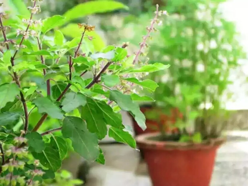 সন্ধ্যাবেলায় তুলসীর টবের ওপর আখ দিয়ে মণ্ডপ তৈরি করতে হয়। লাল ওড়না অন‍্যান‍্য সাজসজ্জার সামগ্রী নিবেদন করতে হয় তুলসীকে। তুলসীর টবে শালগ্রাম শিলা রাখতে হয়। পুজোর সময়ে শালগ্রামে তিল নিবেদন করতে হয়। 