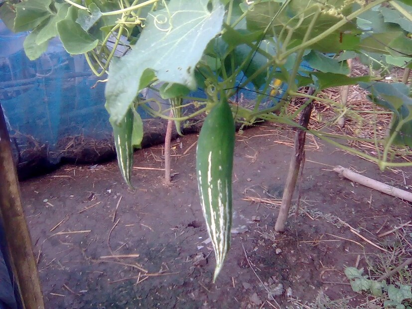 চিচিঙ্গায়  রয়েছে কিউকারবিটাসিন-বি, ক্যারোটিনয়েড এবং অ্যাসকরবিক অ্যাসিড, যা অ্যান্টিঅক্সিডেন্ট কার্যকলাপ হিসাবে কাজ করতে পারে। ফলে অক্সিডেটিভ ক্ষতির পরিমাণ কমে। যে কারণে হার্ট ভাল থাকে। হার্টের মধ্যে রক্ত সঞ্চালন ভাল হয়।