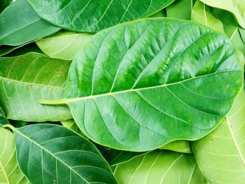 দক্ষিণ ভারতে কাঁঠাল পাতাতেও খাবার খাওয়ার প্রচলন রয়েছে। কাঁঠাল পাতাও শরীরের পক্ষে বেশ ভাল। 