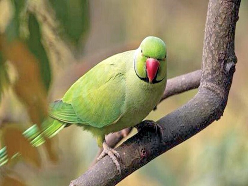 আসলে বিজ্ঞানীরা তোতাপাখির মস্তিষ্ক নিয়ে গবেষণা করছিলেন গত ৩৪ বছর ধরে। এই গবেষণায় দেখা গিয়েছে যে, তোতা বা টিয়াদের মস্তিষ্কের বাইরের বলয়ে উপস্থিত খোলস তাদের যে কোনও ভাষা শিখতে সাহায্য করে। 