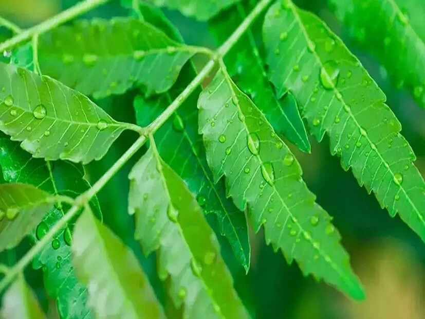 অনেক সময় বুকে কফ জমে বুক ব্যথা করে। এ জন্য ৩০ ফোটা নিম পাতার রস সামান্য গরম জলে মিশিয়ে ৩/৪ বার খেলে বুকের ব্যথা কমবে। গর্ভবতীদের জন্য ঔষধটি নিষেধ। সকালে খালি পেটে ৫টি গোলমরিচ ও ১০টি নিম পাতা বেটে খেলে তা ডায়াবেটিস কমাতে সাহায্য করে।