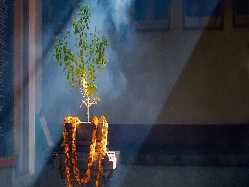 তারপর তুলসী ও শালগ্রামে দুধে ভেজানো হলুদ দিতে হয়। আখের মণ্ডপে হলুদের প্রলেপ লাগান হয়। ধূপকাঠি, প্রদীপ প্রজ্জ্বলিত করে আরতি সেড়ে পুজোর শেষে এগারো বার তুলসী গাছ পরিক্রমা করতে হয় বলে জানান জ‍্যোতিষী। (রিপোর্টার--Annanya Dey)
