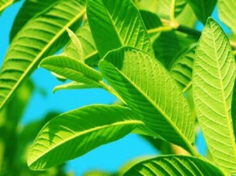 এছাড়াও পেয়ারা পাতা ওজন হ্রাস করতে সাহায‍্য করে। কোলেস্টেরলের মাত্রা নিয়ন্ত্রণে রাখে। রক্তে শর্করার মাত্রা নিয়ন্ত্রণে রাখতেও পেয়ারা পাতার বিশেষ ভূমিকা রয়েছে। শুধু তাই নয়, পেয়ারা পাতা ত্বকের জন‍্যেও অত‍্যন্ত উপকারী। 