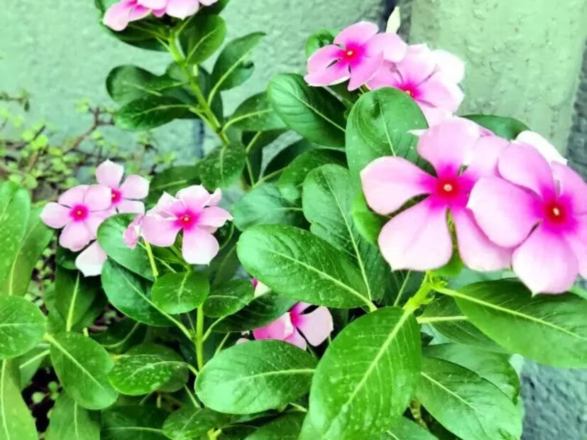 কীভাবে ব্যবহার করবেন
নয়নতারার পাতা শুকিয়ে গুঁড়ো করে নিন। তারপর বাতাস প্রবেশ করতে পারবে না এমন পাত্রে রাখুন। সকালে ঘুম থেকে ওঠার পর পরই এক গ্লাস জল বা সবজির রসে নয়নতারার পাতার এক গুঁড়ো  চামচ মিশিয়ে পান করুন। ব্লাড সুগার নিয়ন্ত্রণে থাকবে৷ 