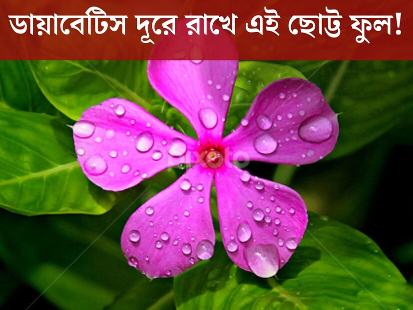বাংলার গ্রামে গঞ্জে আগাছার মতো এদিক ওদিক ফুটে থাকে ছোট্ট ছোট্ট হালকা গোলাপি রঙের ফুল৷ সুন্দর দেখতে এই ফুলের নাম নয়নতারা৷ হালকা গোলাপি ছাড়াও সাদা, লাল বিভিন্ন রঙের হয়ে থাকে৷