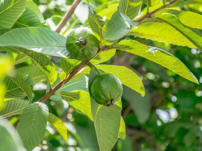 সুস্বাদু ফল বলে পেয়ারার কদর রয়েছে। কিন্তু শুধু পেয়ারা নয়, পেয়ারা পাতারও একাধিক গুণ রয়েছে। কিন্তু পেয়ারা খেলেও সেভাবে কেউ পেয়ারা পাতা খাওয়ার ভাবেন না। পেয়ারা পাতার অশেষ গুণ জানালেন আয়ুর্বেদিক বিশেষজ্ঞ। 