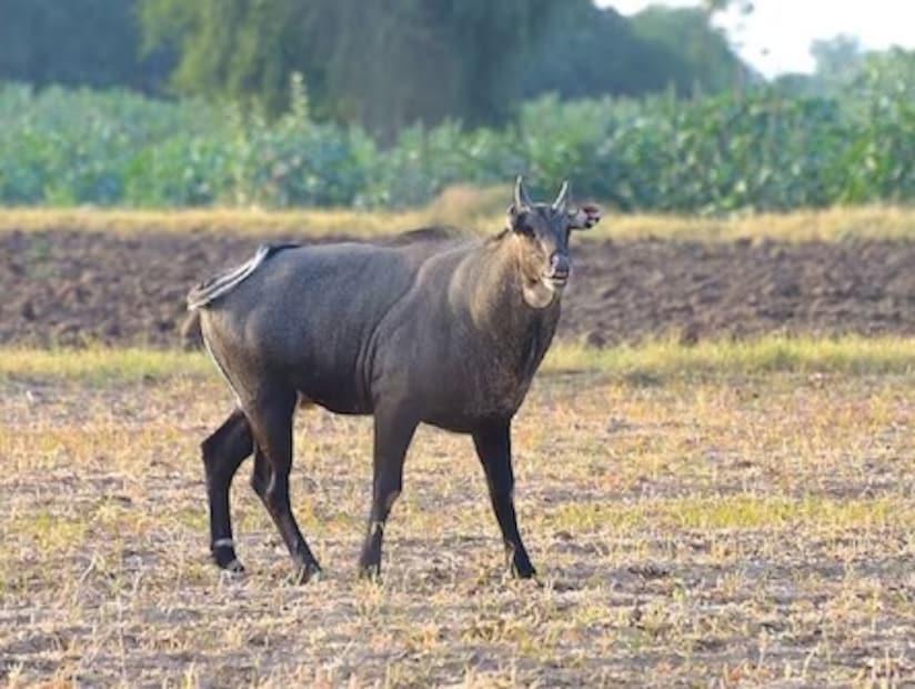 নীলগাইয়ের সামনের পা দু’টি পিছনের পায়ের তুলনায় বলিষ্ঠ হয়। স্ত্রী নীলগাইয়ের উচ্চতা পুরুষ নীলগাইয়ের তুলনায় একটু কম হয়। এই পশুর দৃষ্টিশক্তি এবং ঘ্রাণশক্তি প্রবল। ফলে কোনও পশু এদের শিকার করতে এলে এরা পালিয়ে যেতে পারে। হরিণের মতো ক্ষিপ্র গতিতে ছুটতে না পারলেও রুক্ষ জায়গাতে এরা ঘোড়ার গতিতে দৌড়তে সক্ষম।পুরুষ নীলগাইয়ের ঘাড়ের কাছে থাকে ঘন সাদা চুল। আর হাঁটুর তলার দিকে থাকে সাদা রঙা দাগ। এদের গলার আওয়াজ খুবই ক্ষীণ। (Photo Courtesy: Wikimedia Commons) 