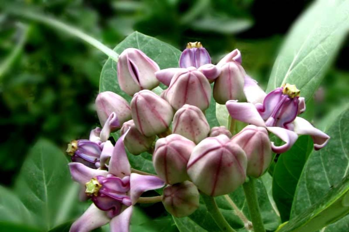 Akanda Plant Benefits: ডায়াবেটিস থেকে অর্শ, ঝোপেঝাড়ে গজিয়ে ওঠা এই ...