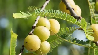 
ছোট্ট ফলের এত গুণ! শীতকালে কেন খাবেন আমলকি? জানালেন বিশেষজ্ঞরা