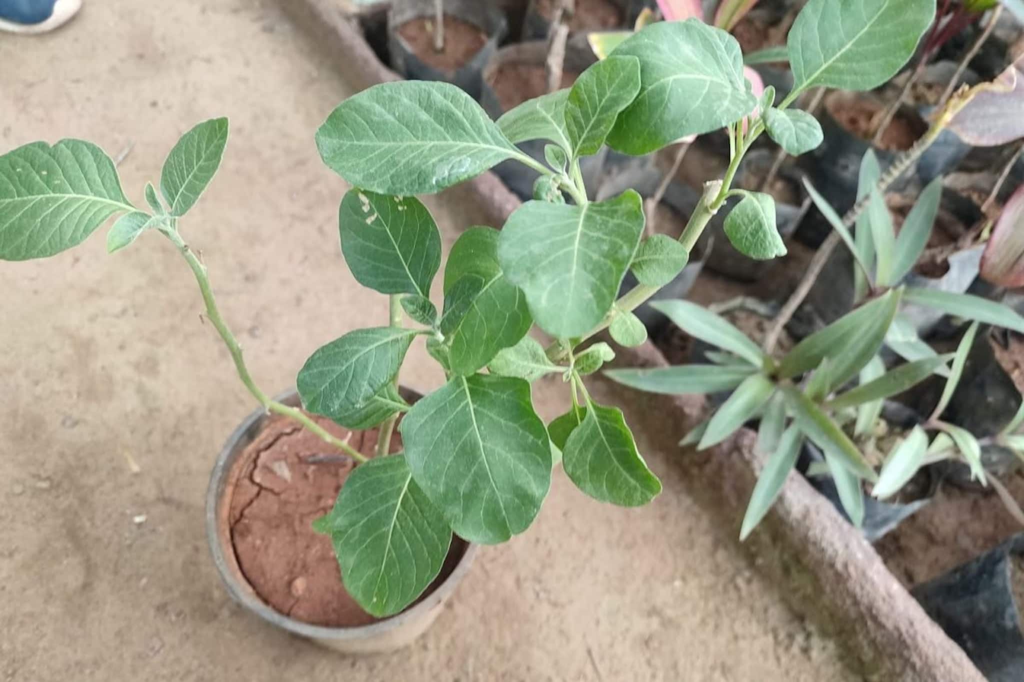 দূর হবে শরীর-মনের একাধিক সমস্যা; শুধু দুধের সঙ্গে মিশিয়ে সেবন করতে হবে এই পাতা