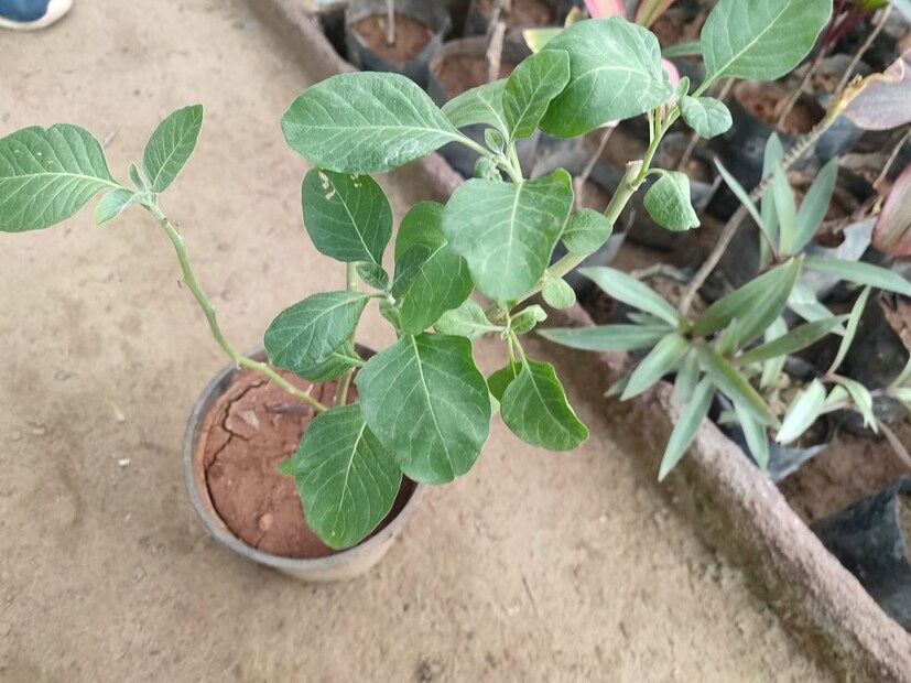 নিখিল স্বামী, বিকানের: আমাদের আশপাশে এমন অনেক গাছ রয়েছে, যা ঔষধি গুণে সমৃদ্ধ। এর মধ্যে এমন একটি গাছের জনপ্রিয়তা বিগত কয়েক বছরে বেশ বৃদ্ধি পেয়েছে। আর সেই গাছটি হল অশ্বগন্ধা। এই গাছ আদতে এক প্রকার আয়ুর্বেদিক ওষুধ। আর তা একাধিক ভাবে ব্যবহার করা যায়। এমনকী অনেকে বাড়িতেও এই গাছ লাগাচ্ছেন। শুধু তা-ই নয়, বহু মানুষ অশ্বগন্ধা চাষ করছেন। এই গাছ পুষ্টি উপাদান তথা নিউট্রিয়েন্টে ভরপুর।