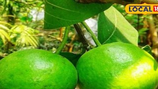 বারুইপুরের পেয়ারা এবার জিআই তকমা পেতে চলেছে