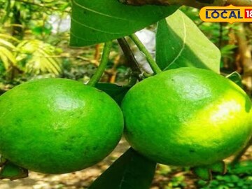 বারুইপুরের পেয়ারা এবার জিআই তকমা পেতে চলেছে