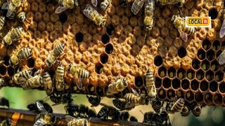 আবাক কাণ্ড! পোকার কামড়ই নিমেষে কমবে মাথাব্যথা, দেশের বহু জায়গায় শুরু চিকিৎসাও