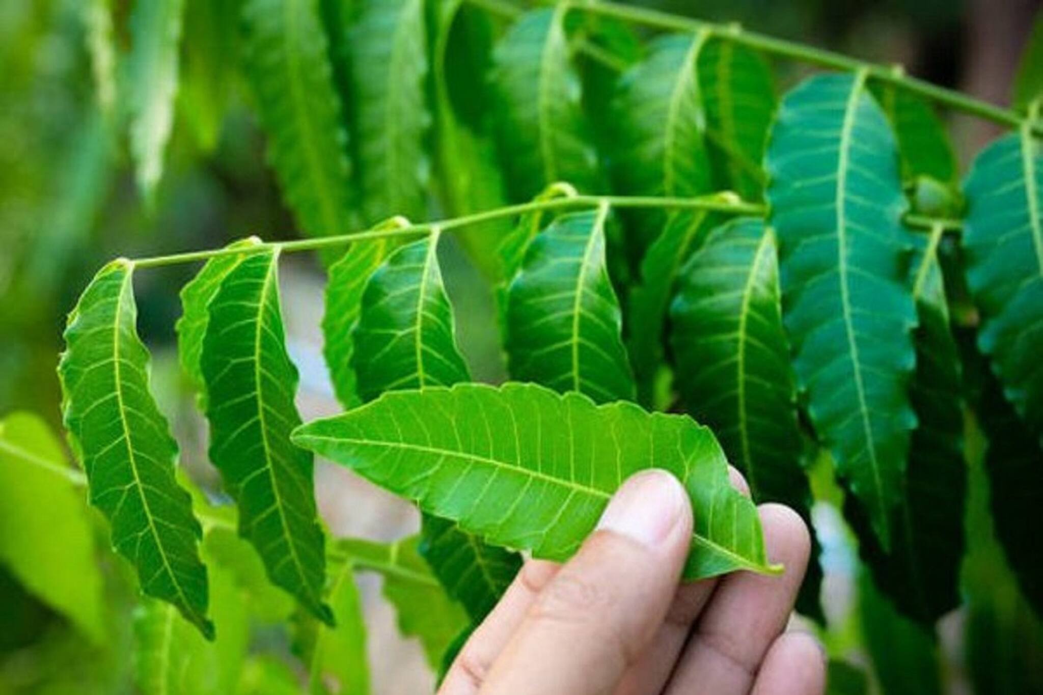 শীতে টানা ১ মাস রোজ সকালে নিমপাতা খান, আশ্চর্য উপকার পাবেন! তবে এক মাসই, জানুন
