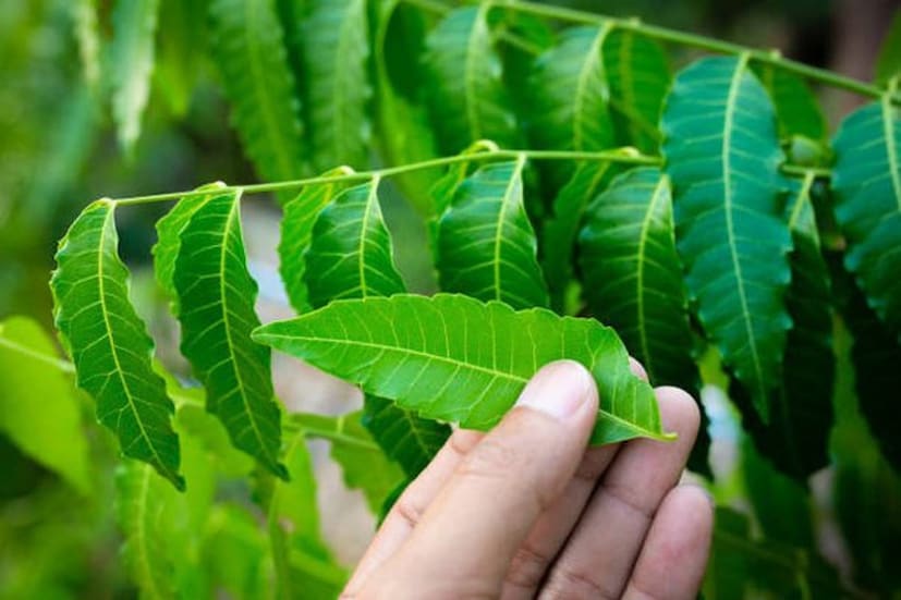 ভ্যারিসেল্লা ভাইরাসেরর আক্রমণে চিকেন পক্স হয়। নিমপাতা সেই ভাইরাসের সঙ্গে লড়তে সাহায্য করে।