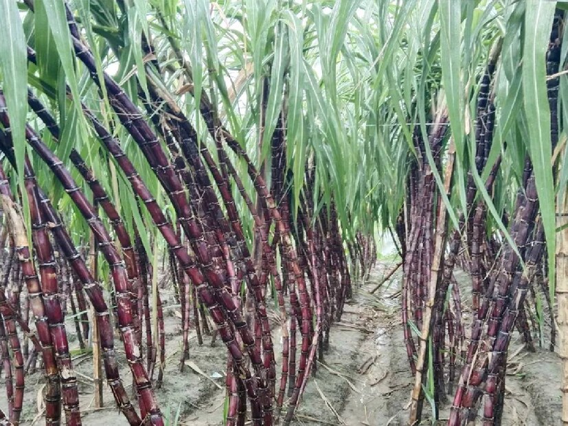 এই কালো আখের রস যেমন স্বাস্থ্যের জন্য খুবই উপকারী, তেমনই সুস্বাদু। জন্ডিস রোগের প্রধান ওষুধ হিসেবে গণ্য করা হয় এই কালো আখের রসকে। এই রস নিয়মিত পান করলে জন্ডিস আক্রান্ত ব্যক্তির স্বাস্থ্যের উন্নতি হয়ে থাকে। 