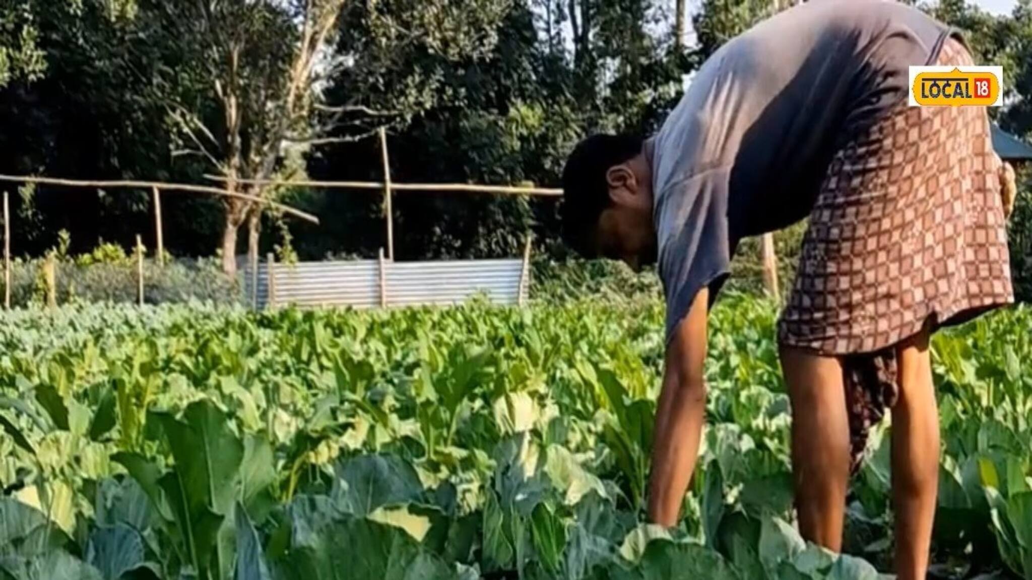 Uttar Dinajpur News: নির্দিষ্ট নিয়মে বাঁধাকপির এই বিশেষ প্রজাতি চাষ করলে বাম্পার ফলন নিশ্চিত!