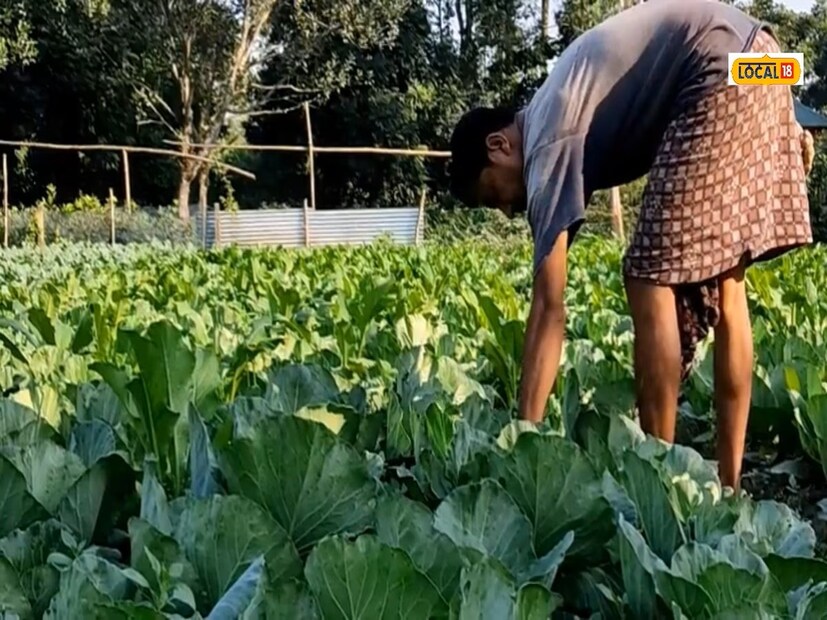যা পাকস্থলীর ঘা, মস্তিষ্কে সমস্যা এবং মস্তিষ্ককে সবল করতে সাহায্য করে। এছাড়াও হৃদযন্ত্র এবং মধুমেহ রোগীদের পক্ষে খুবই উপকারী। তিনি এও বলেন, সব সময়ই শুধু বাঁধাকপি নয় যে কোনও সবজি ব্যবহারের আগে কেটে অন্ততপক্ষে ১০ থেকে ১৫ মিনিট সাধারণ কলের জলে ফেলে রাখা উচিত এবং তারপরে সেটিকে ব্যবহার করা উচিত।