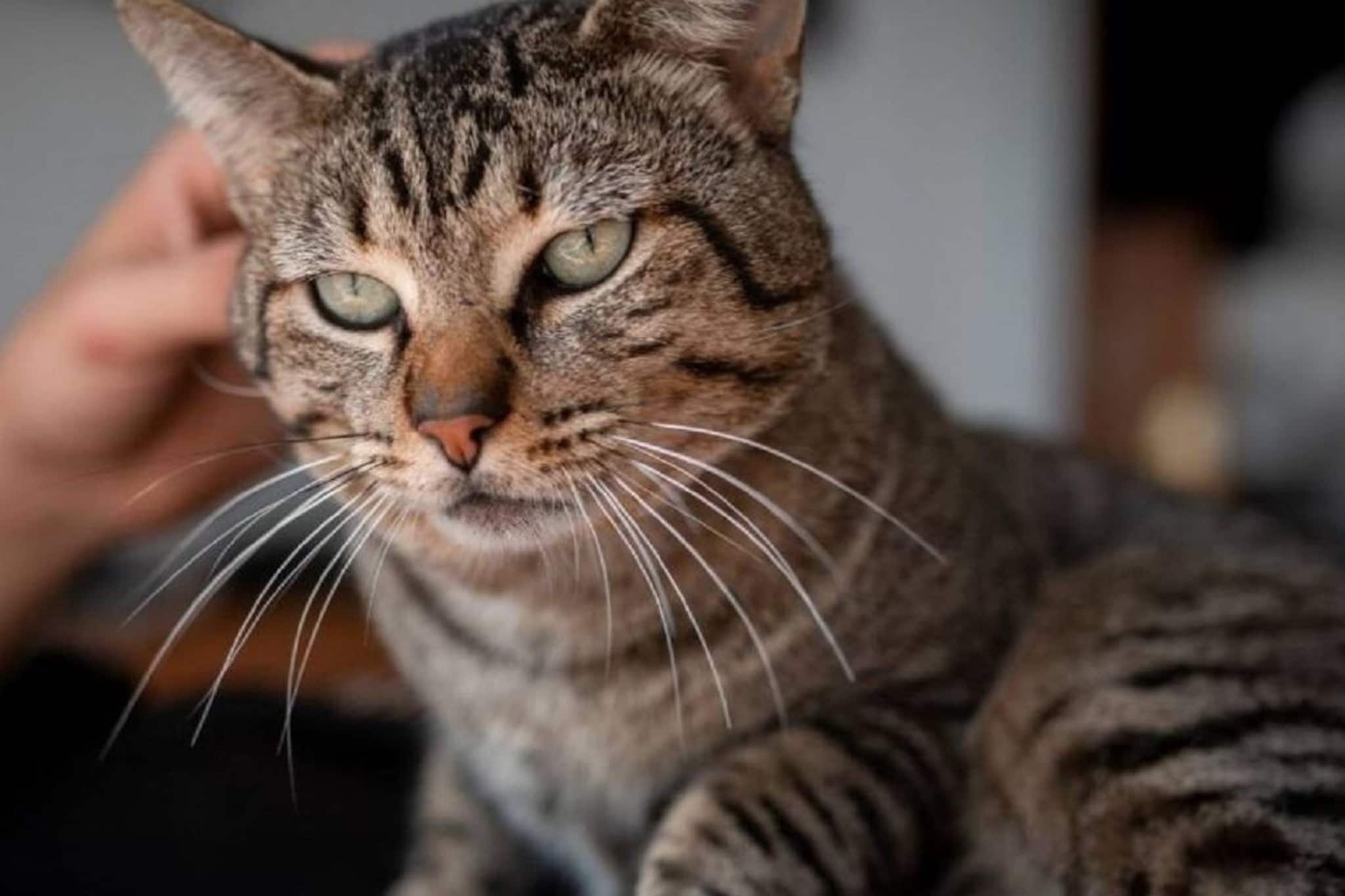 বেড়াল আছে? কামড়ালে বাড়িতে কীভাবে চিকিৎসা করতে হবে জানেন! অবহেলা করলেই ভয়ঙ্কর...