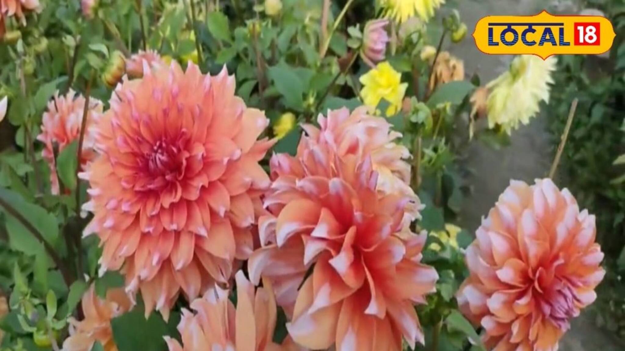 Winter Flower Care: শীতে ছাদ বাগান সাজাতে ডালিয়ার জুরি মেলা ভার, এইভাবে পরিচর্যা করলে হবে দারুন ফুল