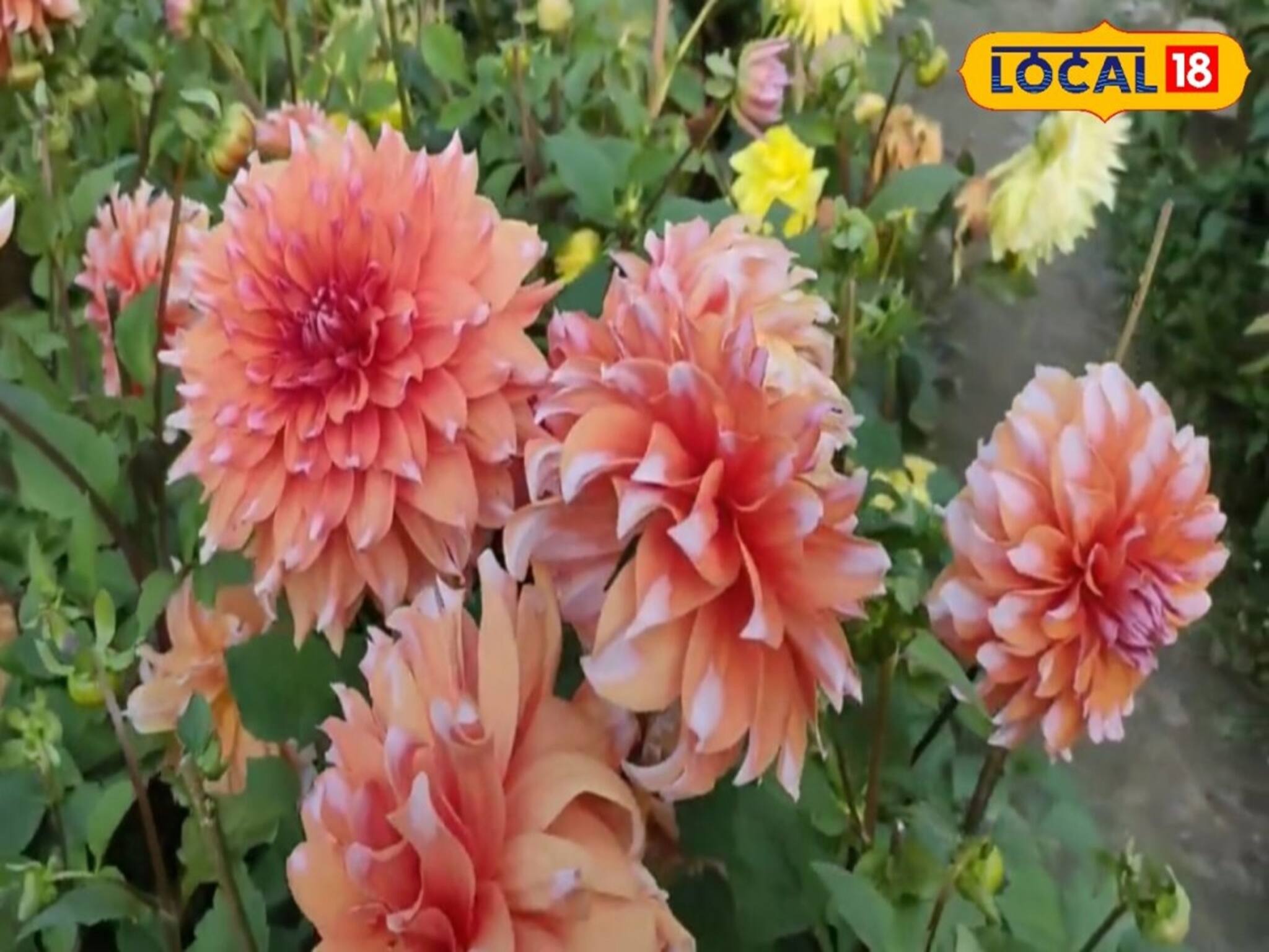 Winter Flower Care: শীতে ছাদ বাগান সাজাতে ডালিয়ার জুরি মেলা ভার, এইভাবে পরিচর্যা করলে হবে দারুন ফুল