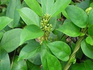 এই এক পাতাতেই বাজিমাত