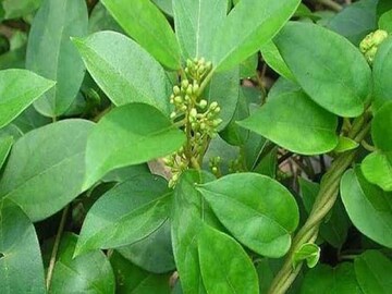 এই এক পাতাতেই বাজিমাত