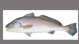 বিরল প্রজাতির এই মাছই এখন জিতে নিয়েছে গুজরাতের ‘রাজ্য মাছ’-এর তকমা