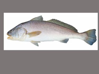 বিরল প্রজাতির এই মাছই এখন জিতে নিয়েছে গুজরাতের ‘রাজ্য মাছ’-এর তকমা