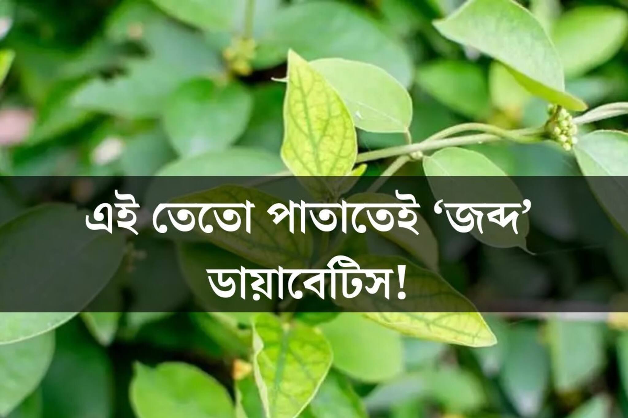 এই তেতো পাতায় জব্দ হবে ডায়াবেটিস! জেনে নিন কীভাবে খেতে হবে?