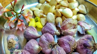 হিমালয়ান গার্লিকের উপকারিতা