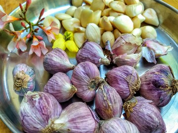 হিমালয়ান গার্লিকের উপকারিতা