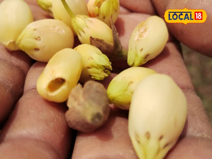 *রাঢ় বাংলার মানুষ মহুয়া গাছের সঙ্গে পরিচিত। এই গাছের এবং ফলের ঔষধি গুনাগুণ বিরাট। স্বাস্থ্য উপকারিতাও রয়েছে বিপুল। ভেষজ গুণের ওপর ভিত্তি করে ভারতবর্ষে মহুয়া একটি গুরুত্বপূর্ণ গাছ। সংগৃহীত ছবি।  