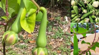 গুল্মজাতীয় এই ফুলের উপকারিতা অঢেল গুল্মজাতীয় এই ফুলের উপকারিতা অঢেল