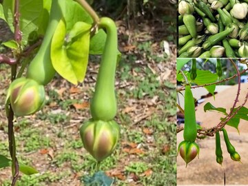 গুল্মজাতীয় এই ফুলের উপকারিতা অঢেল