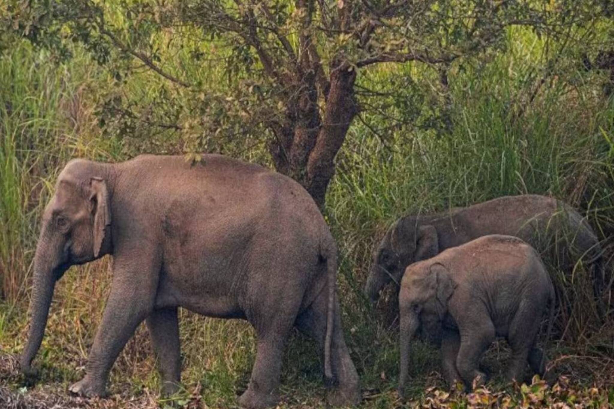 ট্রেনের ধাক্কায় ফের মৃত শাবক-সহ ৩ হাতি, কবে চালু হবে আইডিএস? প্রশ্ন পরিবেশবিদদের