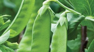 শীতের মরশুমি সব্জি শিমের উপকারিতা বলে শেষ করা যাবে না