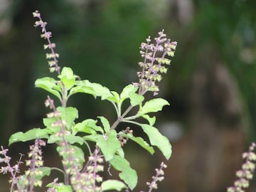 সিঁদুর-হলুদ দিয়ে করুন তুলসীর এই প্রতিকার! অভাব ছুঁতে পারবে না, ভরে উঠবে সংসার সিঁদুর-হলুদ দিয়ে করুন তুলসীর এই প্রতিকার! অভাব ছুঁতে পারবে না, ভরে উঠবে সংসার