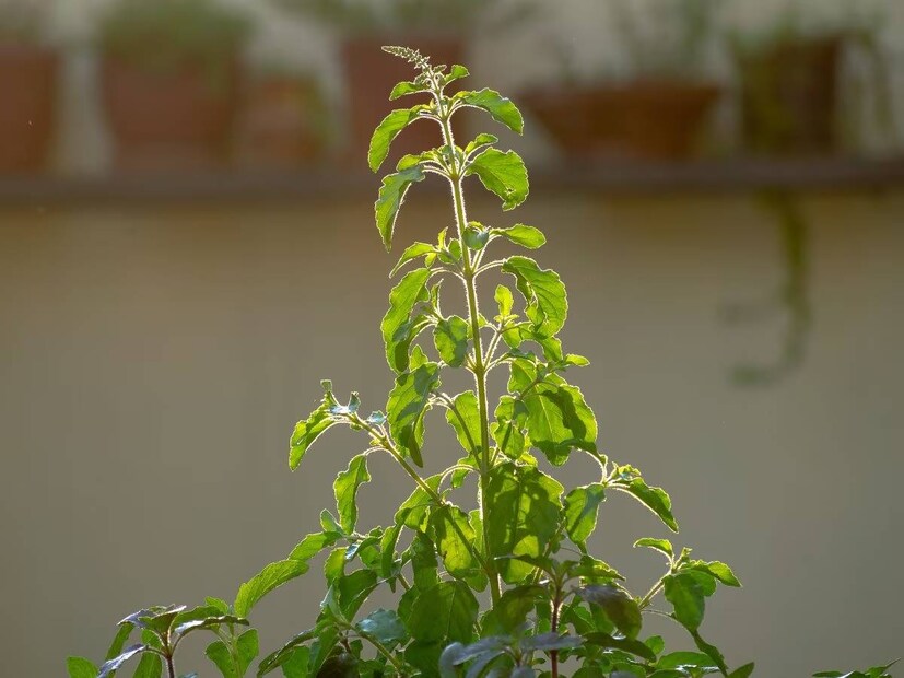 বাড়িতে রাম এবং কৃষ্ণ তুলসীর মধ্যে যে কোনও একটি গাছ লাগাতে পারেন। তবে পূজের ক্ষেত্রে  বাড়ির উঠোনে একটি রাম তুলসী গাছ লাগাতে হবে। রাম তুলসী গাছ লাগালে ঘরে সুখ-সমৃদ্ধি বাড়ে এবং নেতিবাচকতা দূর হয়।