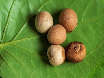 চেনা সুপুরির অচেনা দিকগুলি সামনে আসুক