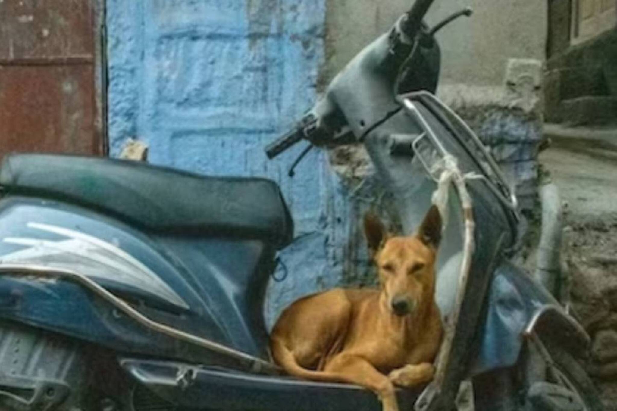 যে পথকুকুরকে বাঁচাতে মৃত্যু ছেলের, অবোলা সেই প্রাণীকেই দত্তক পুত্রহারা মায়ের