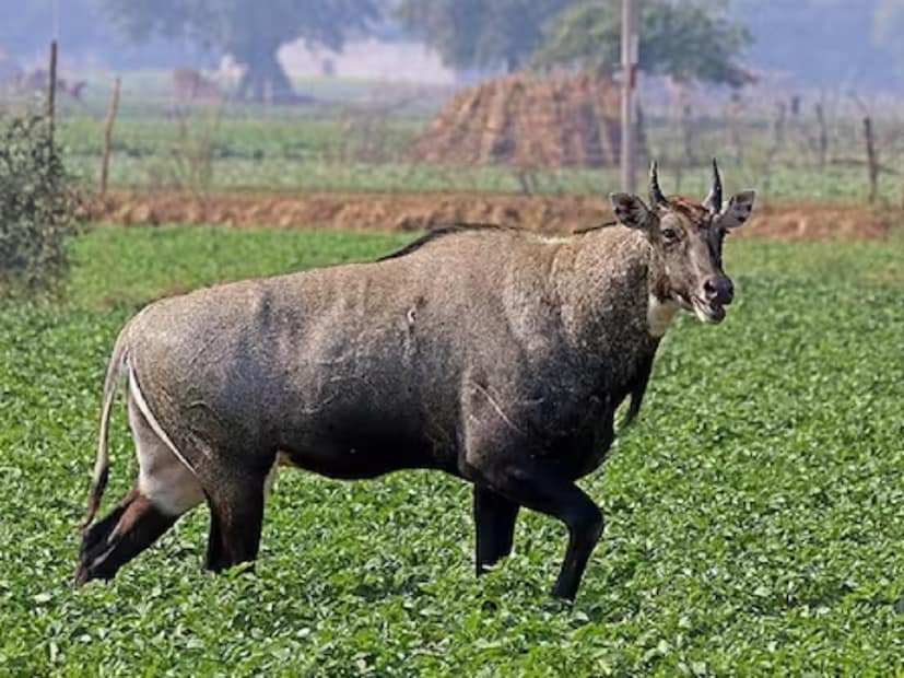 নীলগাই হল একটি ভারতীয় পশু। যা অ্যান্টিলোপ শ্রেণীর অন্তর্গত। নামে নীলগাই হলেও এটা আদতে গরু নয়। আর এই পশুর সঙ্গে গরুর কোনও সাদৃশ্য নেই। এমনকী এই পশুর গায়ের রঙ নীল রঙও নয়। সাধারণ অ্যান্টিলোপের তুলনায় কিছুটা হলেও লম্বা। এর উচ্চতা অনেকটা ঘোড়ার মতো। কিন্তু নীলগাইয়ের দেহের গঠন কিন্তু ঘোড়ার মতো সুষম নয়। আর অন্যান্য অ্যান্টিলোপের তুলনায় নীলগাই দ্রুত ছুটতে পারে না। ফলে বাঘ, লেপার্ডের মতো পশুরা সহজেই শিকার করতে পারে নীলগাইয়ের মতো প্রাণীদের। (Photo Courtesy: Wikimedia Commons)