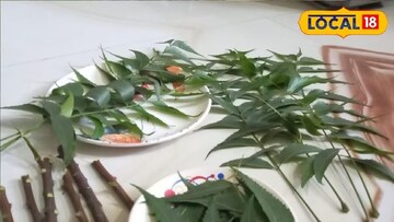 নিমপাতার