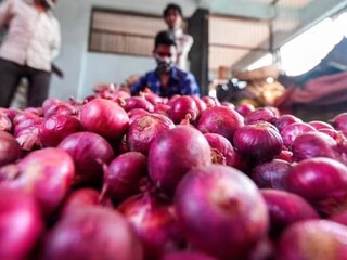 পেঁয়াজ চাষে নতুন উপায় খুঁজলেন চাষীরা