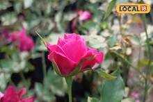 শুধু প্রেম নিবেদন নয়, লাল গোলাপের সঠিক ব্যবহারে সৌভাগ্য ও অর্থলাভ হয়! জানুন