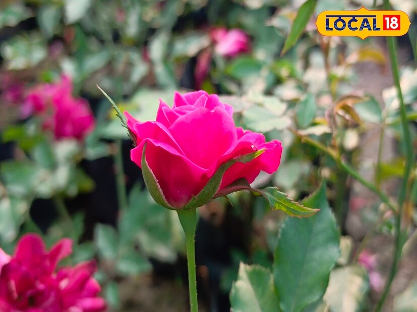 মনের মানুষকে প্রেম নিবেদন হোক বা ঘরের সৌন্দর্য্য বৃদ্ধি, লাল গোলাপের জুড়ি মেলা ভার। কিন্তু জানেন কি লাল গোলাপ আপনাকে এনে দেবে সৌভাগ্য। (Disclaimer: এই প্রতিবেদনটি কেবলমাত্র সাধারণ তথ্যের জন্য, তাই বিস্তারিত জানতে হলে সর্বদা বিশেষজ্ঞের পরামর্শ নিন।) (রিপোর্টার-- নয়ন ঘোষ)