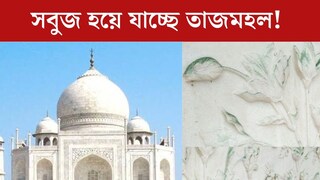 
সবুজ হয়ে যাচ্ছে ধবধবে সাদা তাজমহল! ‘মলই’ ডেকে আনছে বিপত্তি? চমকে দেওয়া তথ‍্য দিলেন বিশেষজ্ঞেরা